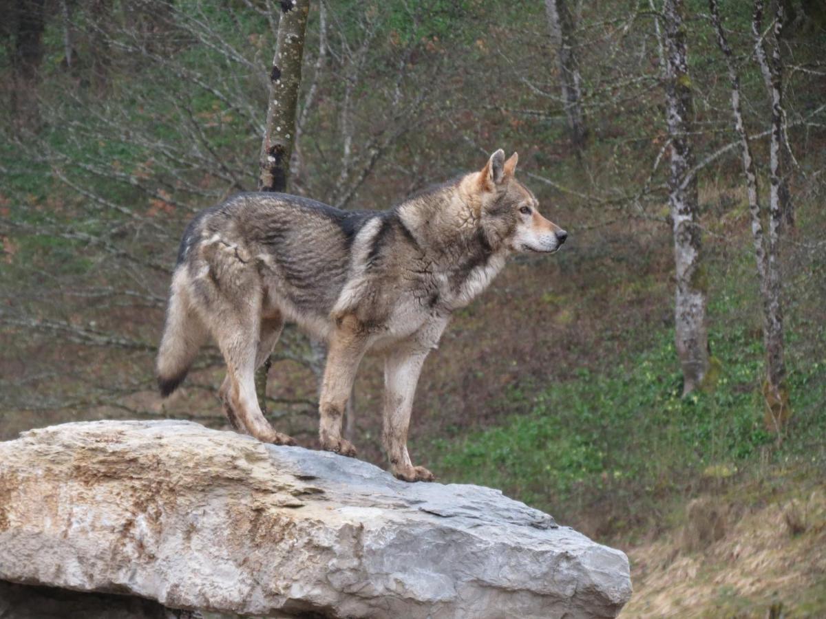 Villa Parc Animalier Du Herisson Doucier Exterior foto