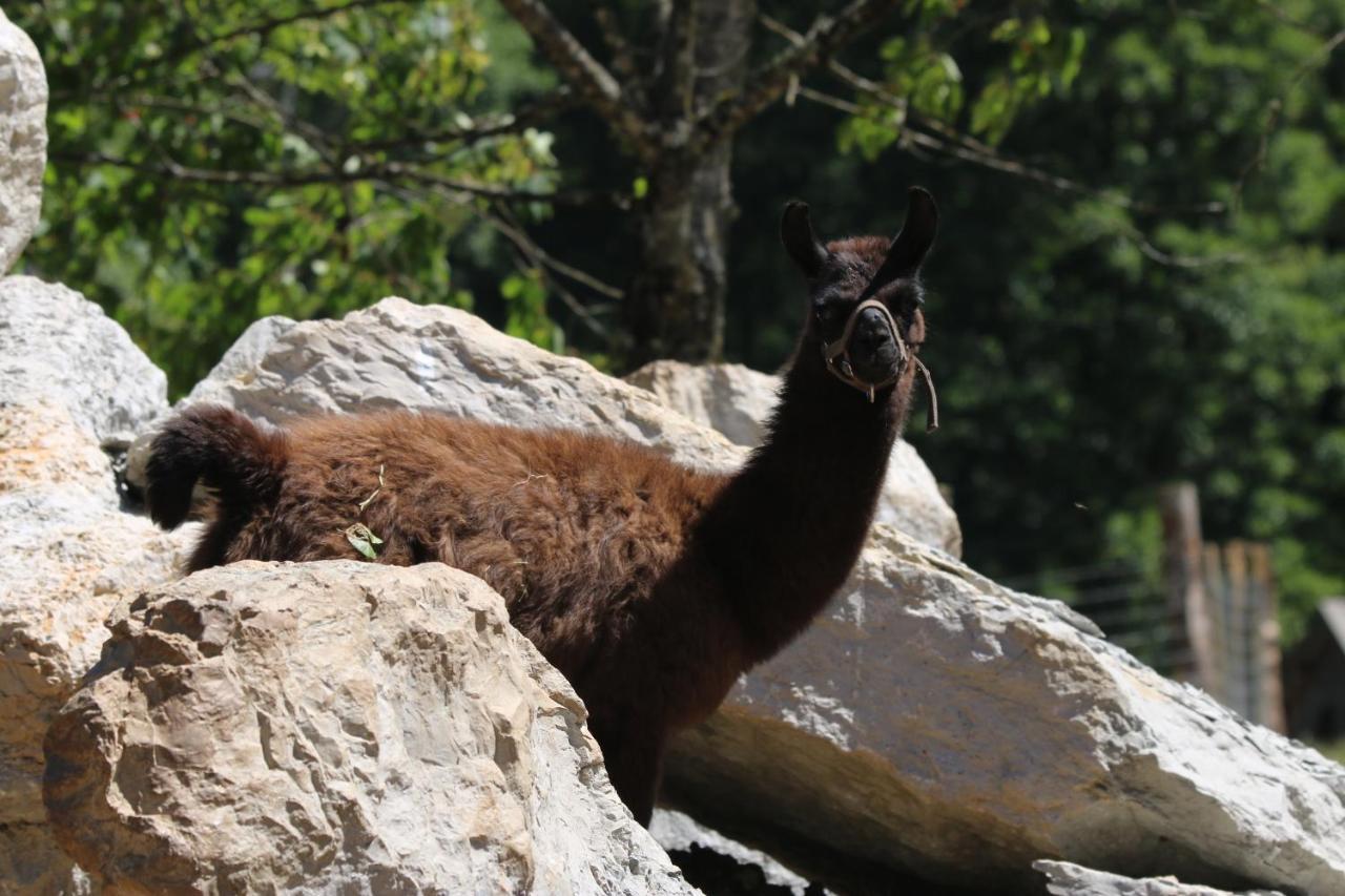 Villa Parc Animalier Du Herisson Doucier Exterior foto