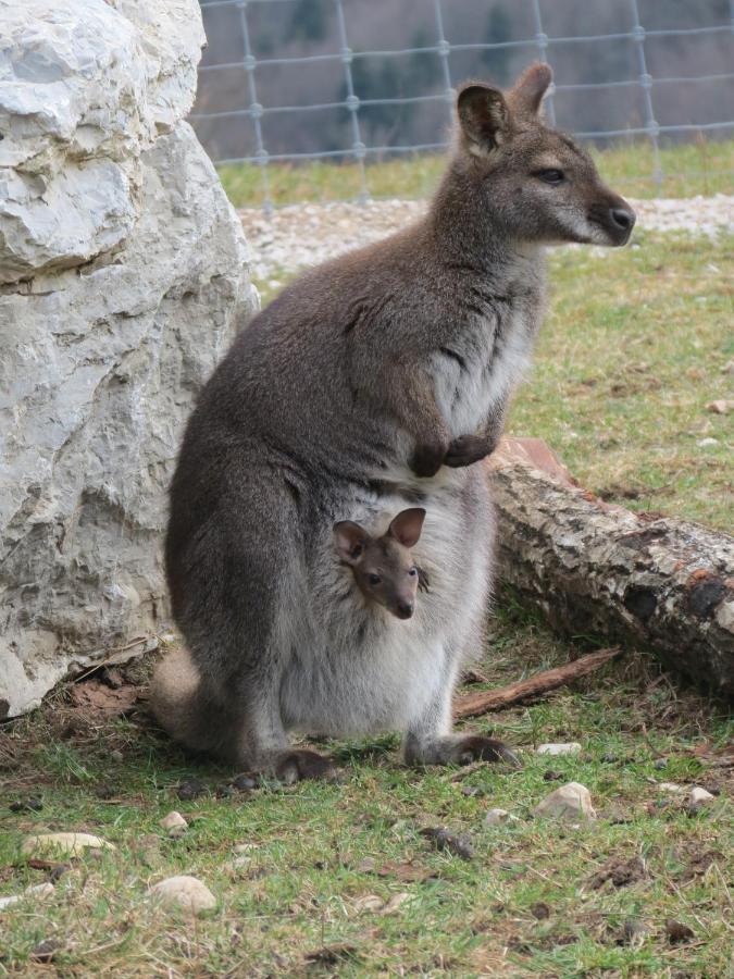 Villa Parc Animalier Du Herisson Doucier Exterior foto